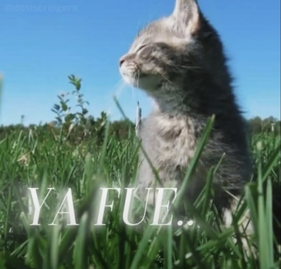 NotPlayero tweet media