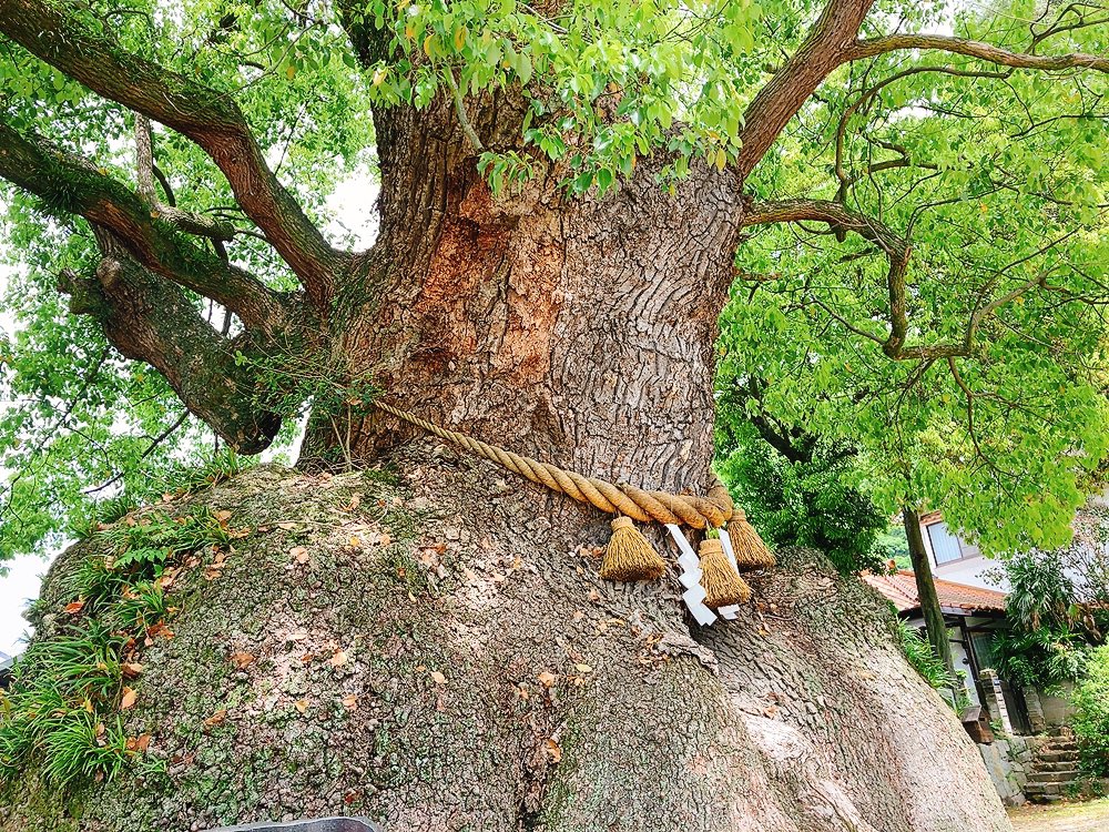 samuneco's tweet photo. 三原方面、お参りできなかった神社がありましたから…糸﨑神社です
遠くからでも分かる大きな楠の木があります
樹齢500年、幹囲13m、高さ30m壮観です
幹からパワーをいただきました
#印活 #御朱印 #糸﨑神社 #楠の木 #御神木 #三原 https://t.co/l2aEYiF7r7