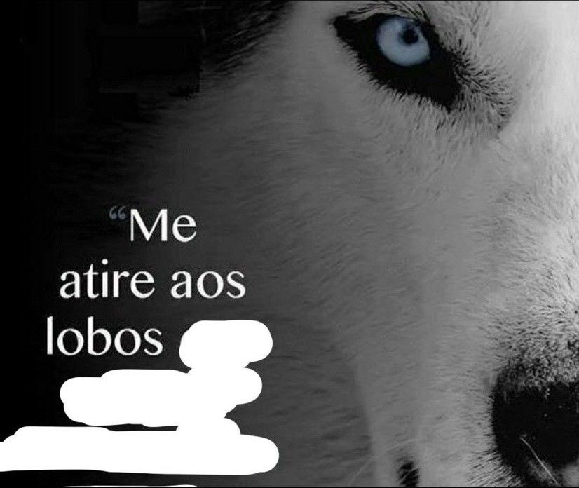 perfil dedicado a gatinhos e peitos tweet media