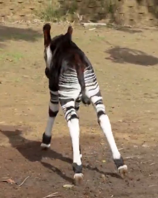 🇨🇩 Dr SELELWA E. N. 🥼🩺👨‍⚕️ tweet media