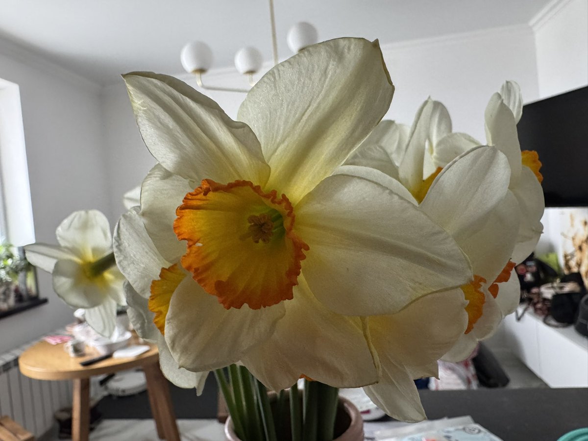 Velvet_Spikes's tweet image. Frühlingserwachen. 🌷 Diese Narzissen sind fast so strahlend wie meine Laune. Ich liebe es, wenn mein Zuhause nach frischen Blumen riecht – es sind die kleinen luxuriösen Details, die den Tag perfekt machen. #springvibes #aesthetic #lifestyle #luxurylife #germany #springflowers