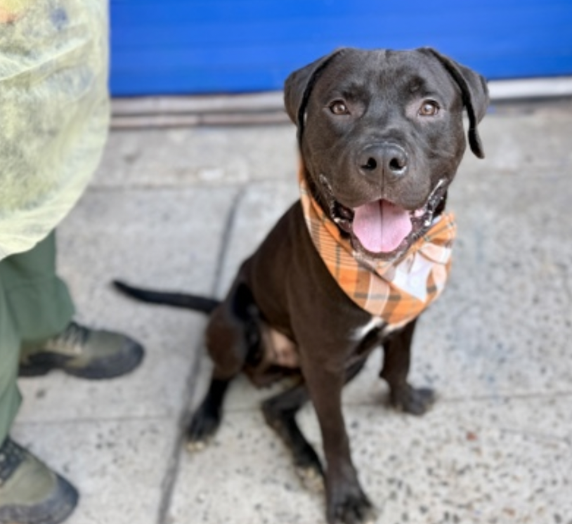 BeeDoDoobieDo's tweet image. MURPHY 🍀 #14DaysInShelter
nycacc.app/browse/251828 Manhattan ACC

🛑Brought in stray~very excited+nervous in care, 
needs help w/socialization+manners 
🛑1yr old and obviously has irresponsible owners

🎯Rescue only w/NHP - DM @CathyPolicky
to match you up with a rescue partner