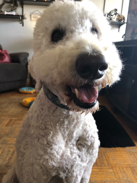 KAF_KellyAF's tweet image. Scooby &amp;amp; his mom came by to say hi after his trip to the groomer. I couldn't stop hugging him. He is so soft &amp;amp; fluffy after his spa days. 🥰🥰
#dogs #PuppyLove