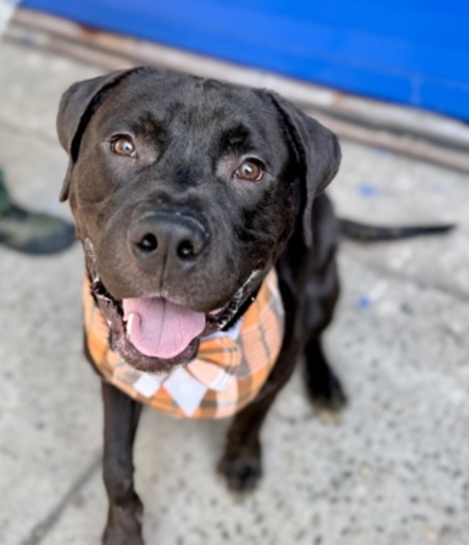 BeeDoDoobieDo's tweet image. MURPHY 🍀 #14DaysInShelter
nycacc.app/browse/251828 Manhattan ACC

🛑Brought in stray~very excited+nervous in care, 
needs help w/socialization+manners 
🛑1yr old and obviously has irresponsible owners

🎯Rescue only w/NHP - DM @CathyPolicky
to match you up with a rescue partner
