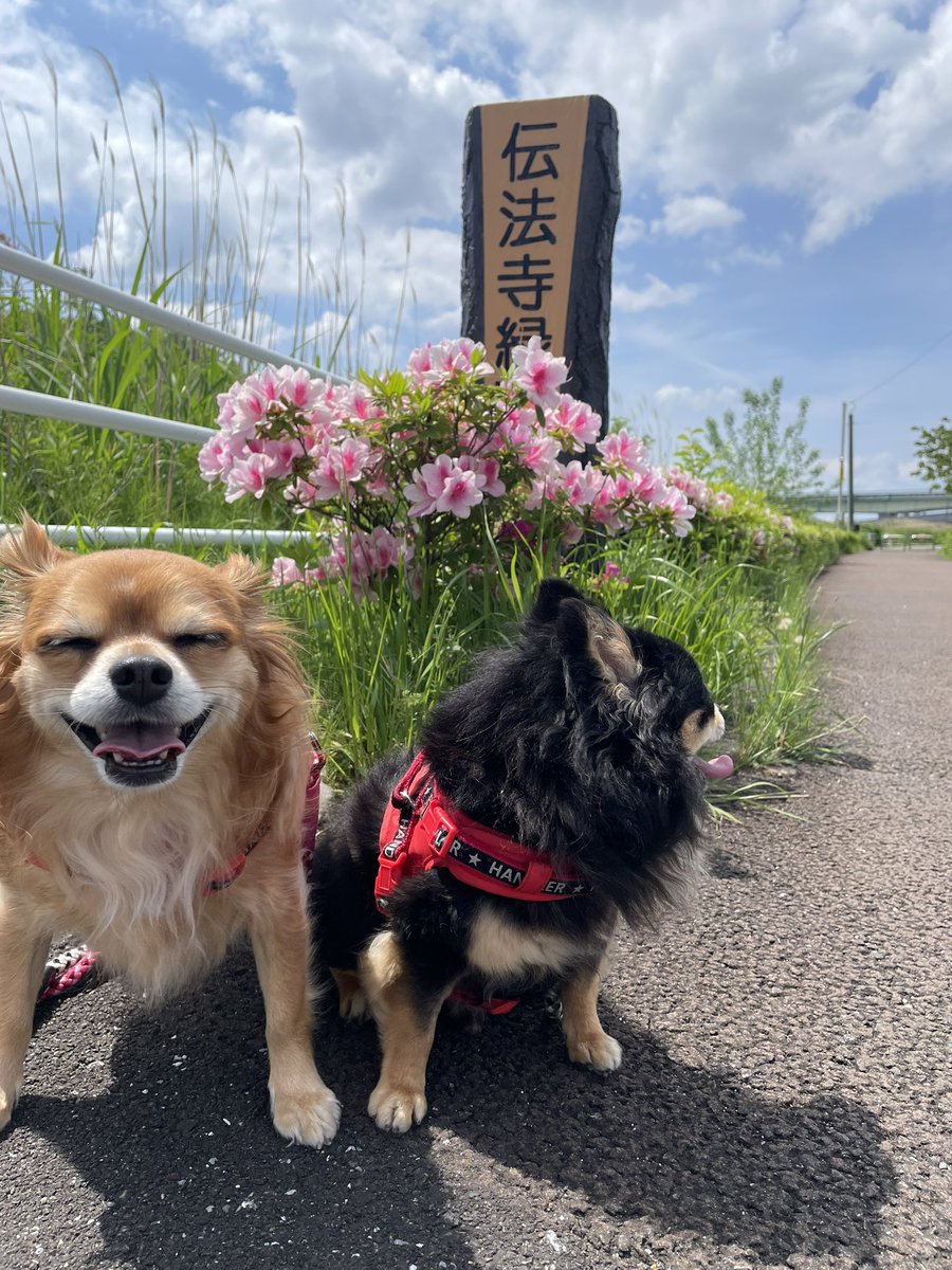 ガルルルルぅぅぅぅ tweet media