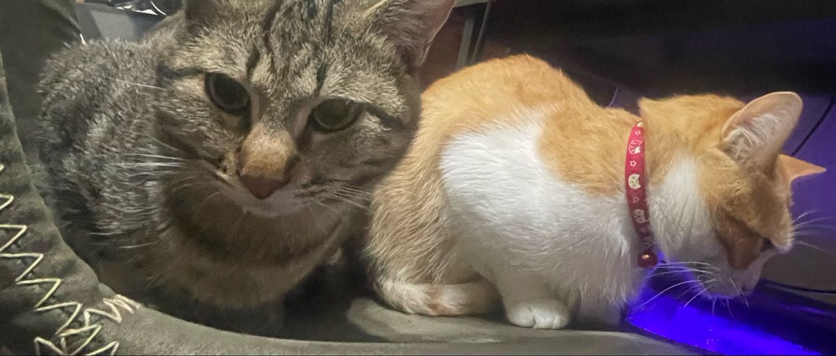 Syairo👾⚡️skeb募集中 tweet media