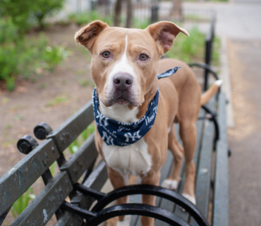 BeeDoDoobieDo's tweet image. 💥unbelievable!  
⚾️🧢Jackson is already #49DaysInShelter
nycacc.app/browse/249221⚾️#SaveAPuppy
#AdoptionisaPassion 🧢 #FostersSaveLives

Found tied up behind a bldg! Needs stability, love and patience to gain confidence when he feels safe♥️
Bring this adorable lug home 🙌🏼