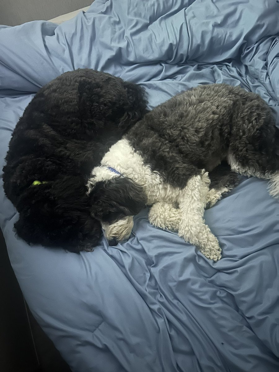 RyanKennedy_22's tweet image. #Camping wears out everybody 💤

#RockAndRome