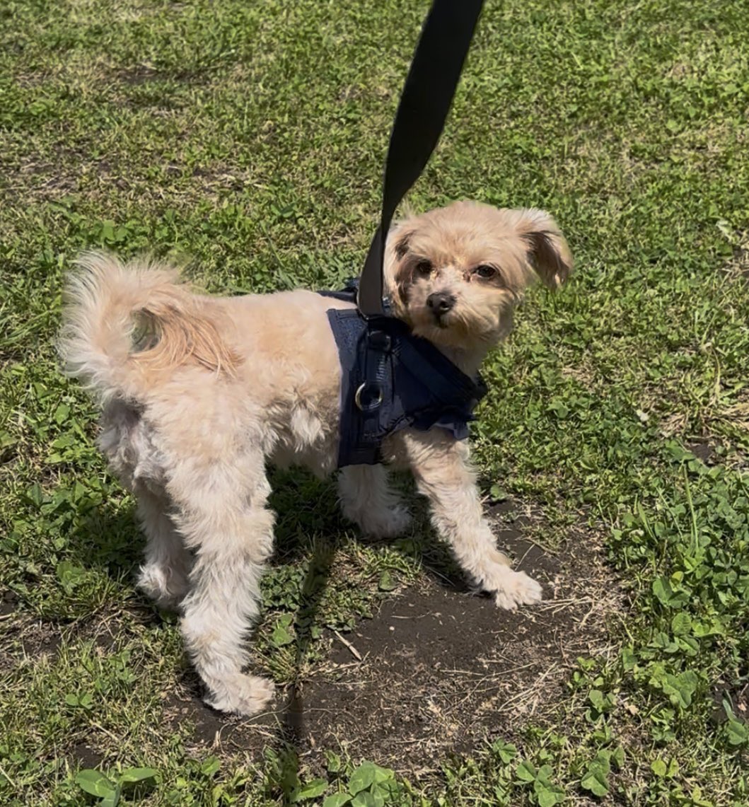 らい🐈 tweet media