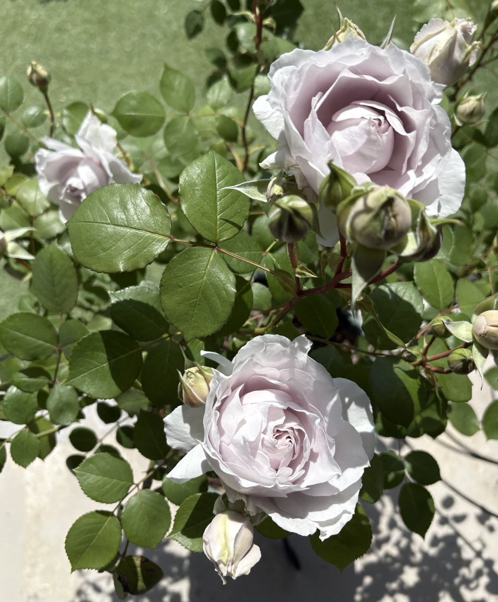 おだまき tweet media