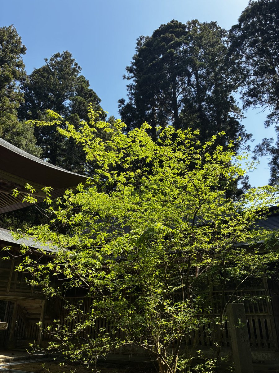 Fivecase tweet media