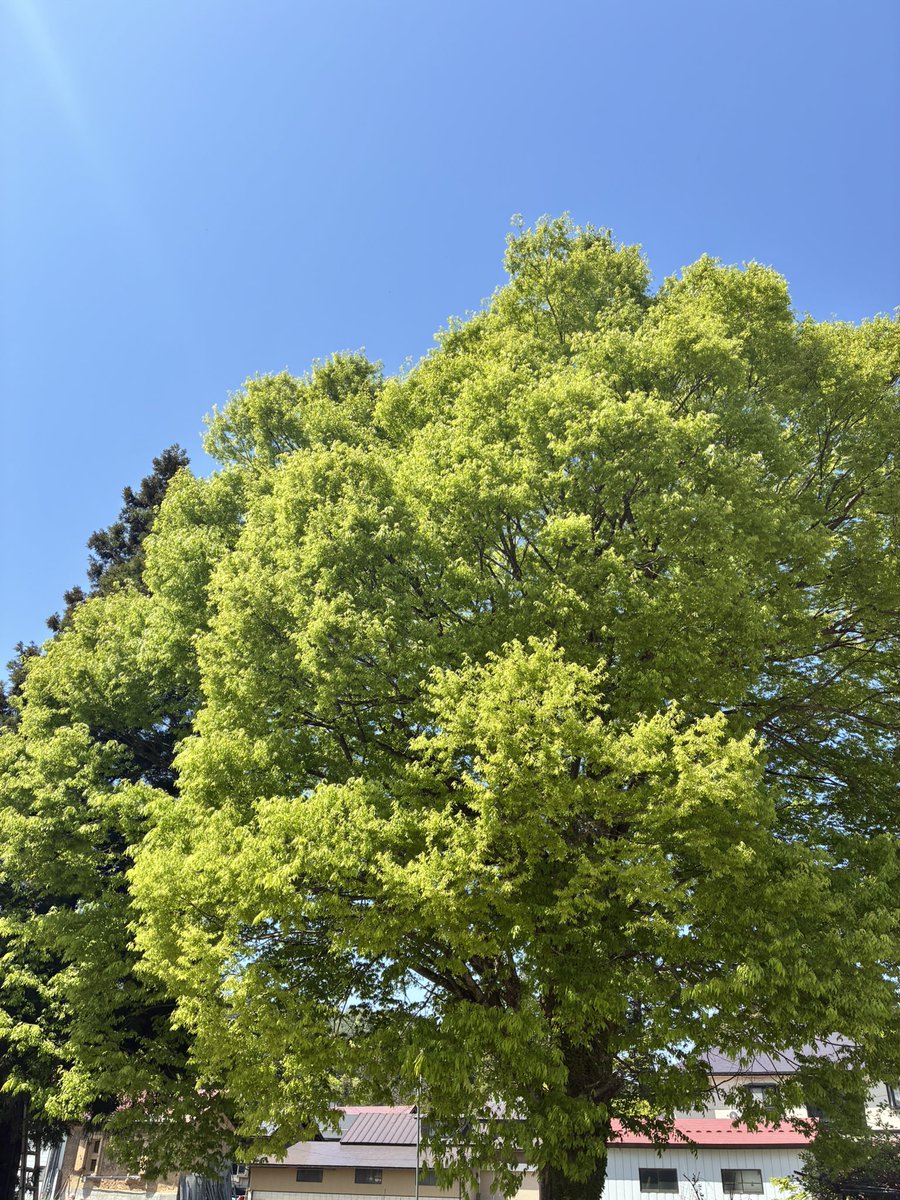 Fivecase tweet media