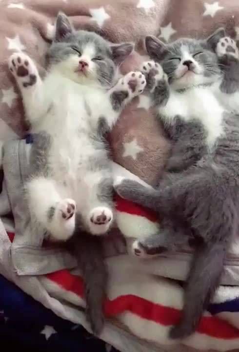 BunnieKat1962's tweet image. Goodnight.. 
Sleep Peacefully... 
Have Sweet Dreams of #kittens 
#cats 
#Caturday 

MeowOut...........