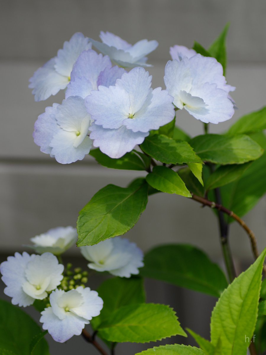 Hiroshi Furukawa tweet media