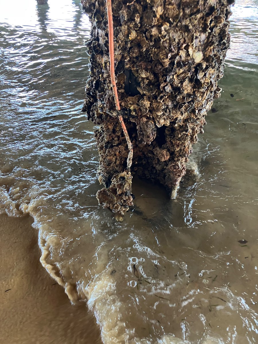 David Caldwell tweet media