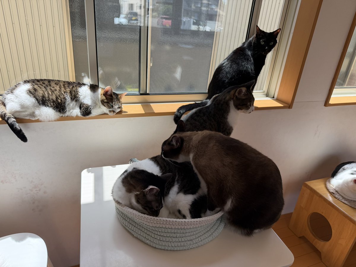 猫カフェ福ねこ@福井 tweet media