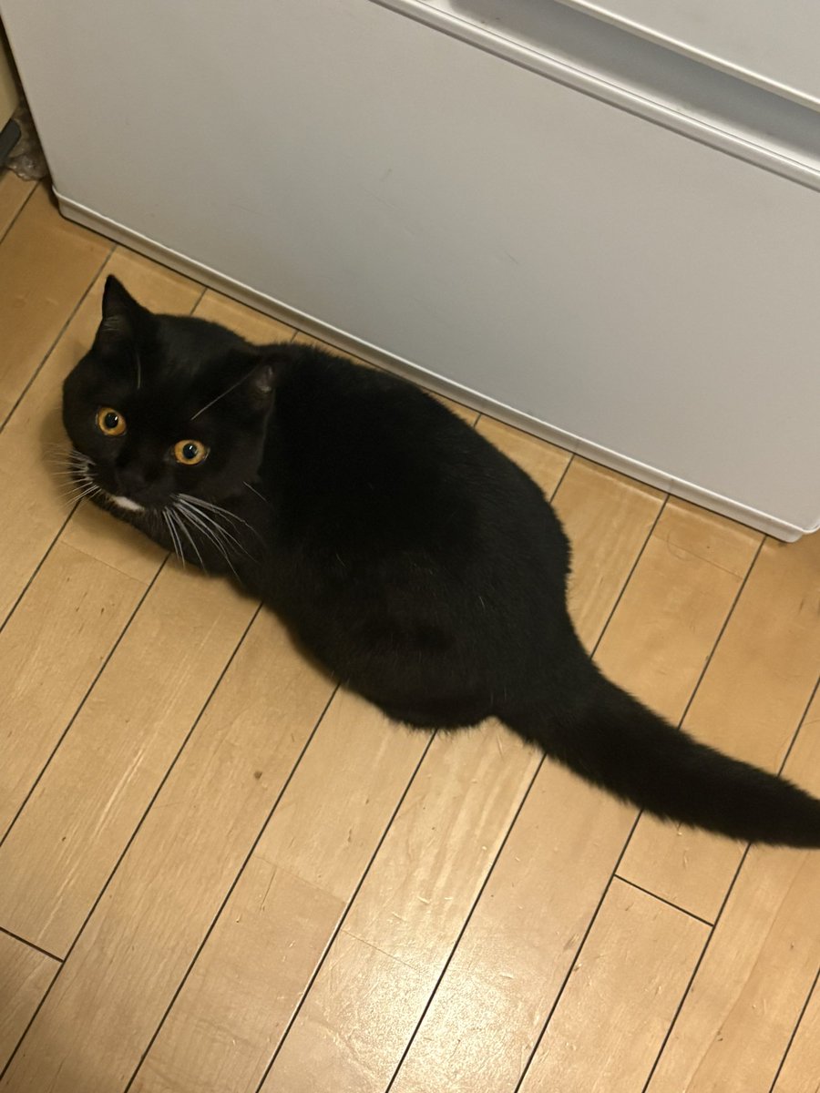 タビ・サピエン=サイトウ tweet media