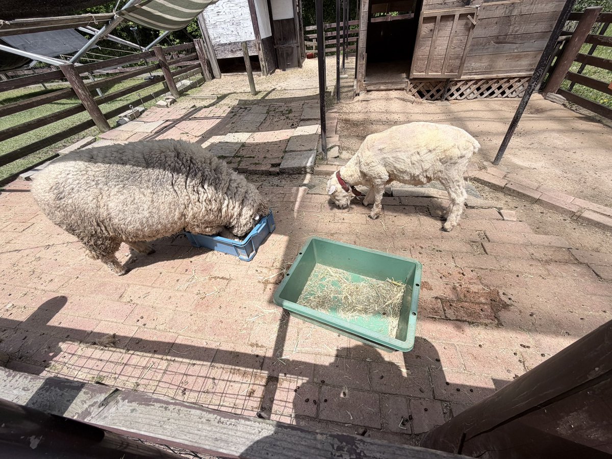 あまねちゃん tweet media