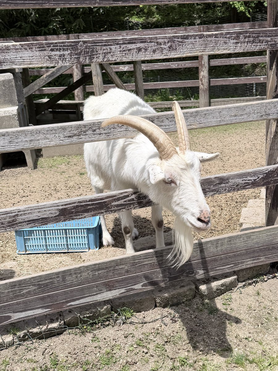 あまねちゃん tweet media