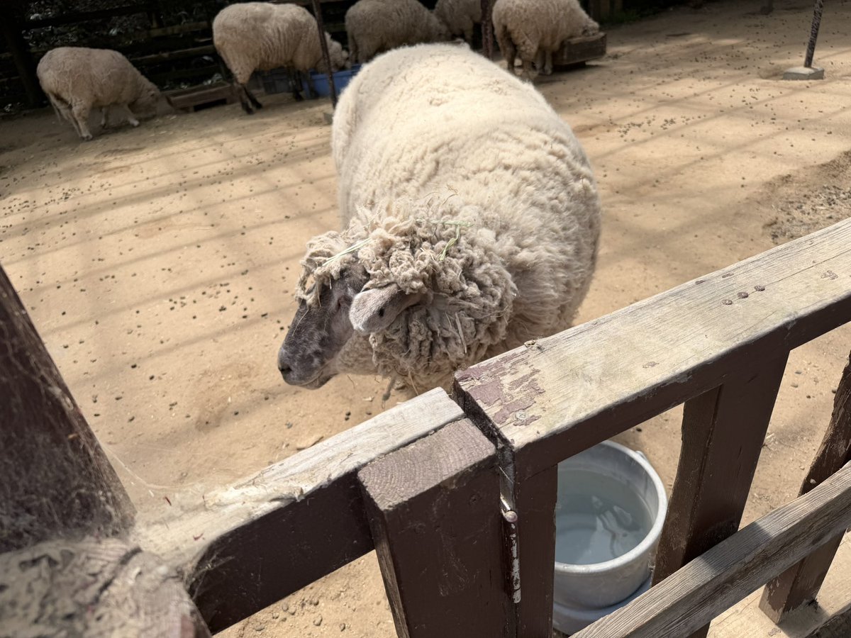 あまねちゃん tweet media