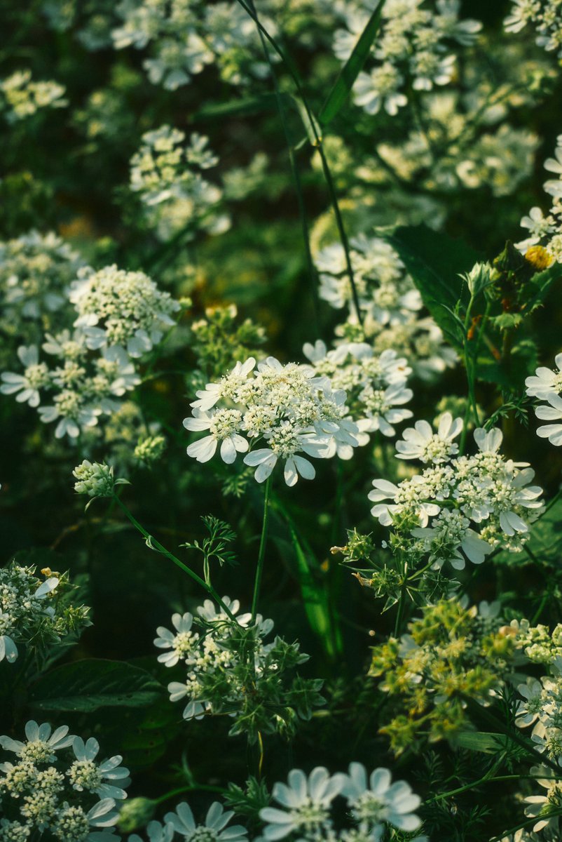 真道 健志 / Shindo Takeshi tweet media