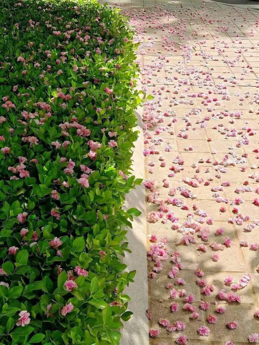 🦋 ليلى 🦋 tweet media