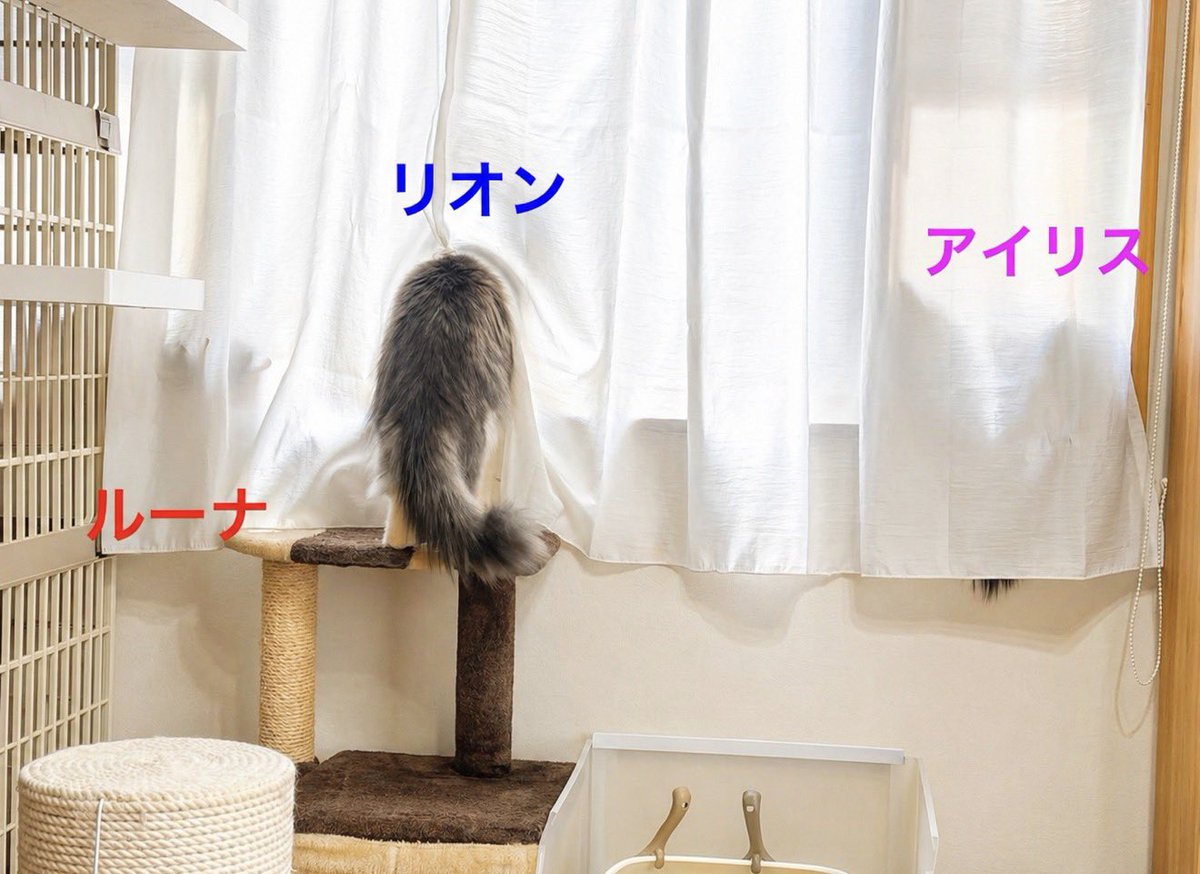 MMラック@青梅・北欧猫との生活 tweet media