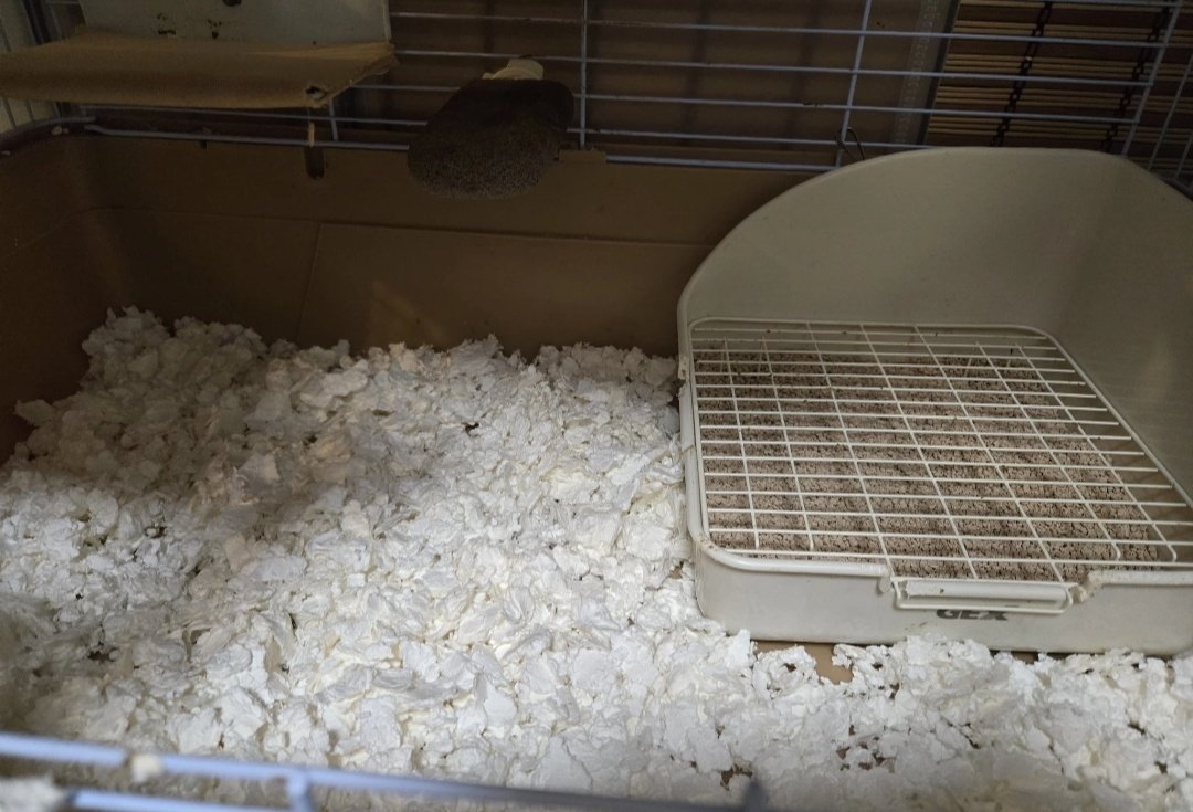 南兎（🐭） tweet media