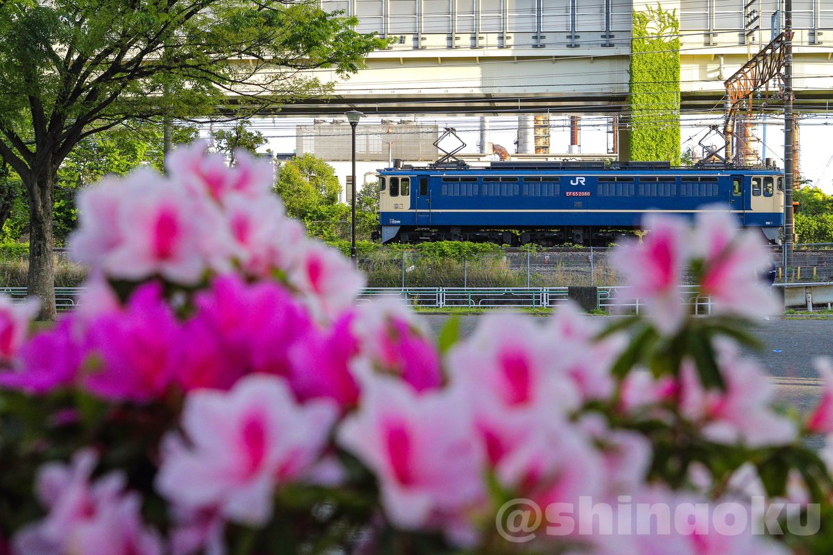 ShinaOku's tweet image. 4/25 単1295 EF65 2080（代走）