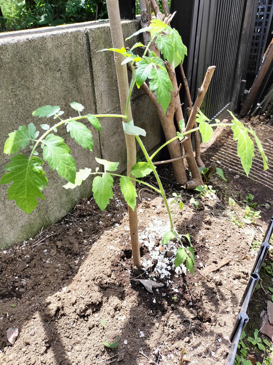 ゴーヤ＆トマトの苗♪🪴🍅
本日4/26㈰はお休みさせて頂きます。
皆様 酔い1日を！(^O^)/🎉🍶☀
#定休日のお知らせ #山形地酒 #山形郷土料理 #聖蹟桜ヶ丘 #濁酒本舗てじまぅる #良い天気です