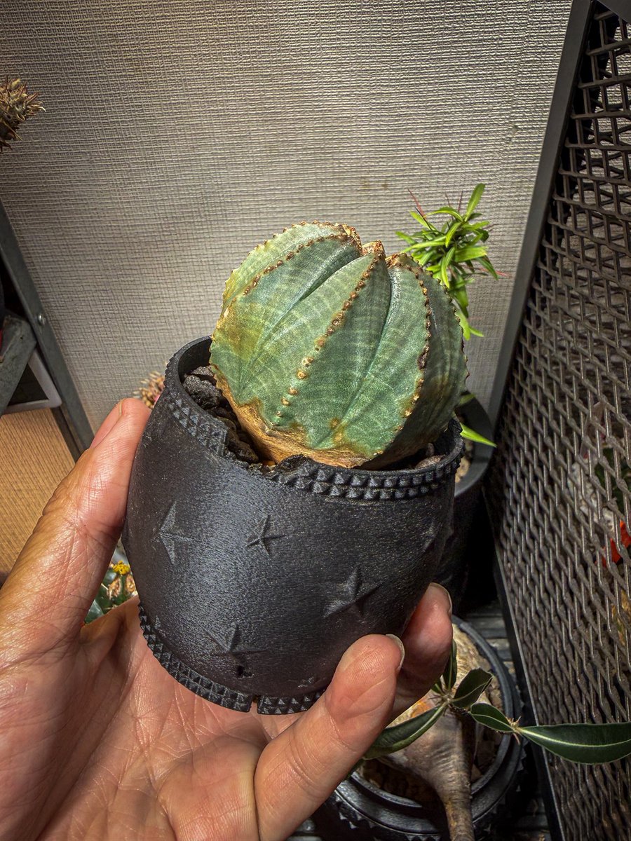 Plants ate Michael@3Dプリンター鉢作家 tweet media