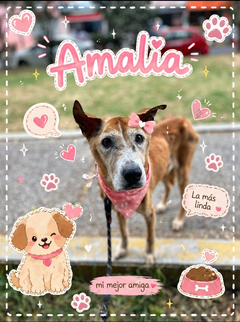 Amalia es una viejita de 12 años con ojitos llenos de ternura y un corazón enorme que solo quiere amar 💕🐾

Su cuerpo es delgadito porque tiene un problemita de absorción de nutrientes, pero eso no le quita las ganas de vivir, de mover su colita suavecito y de disfrutar cada