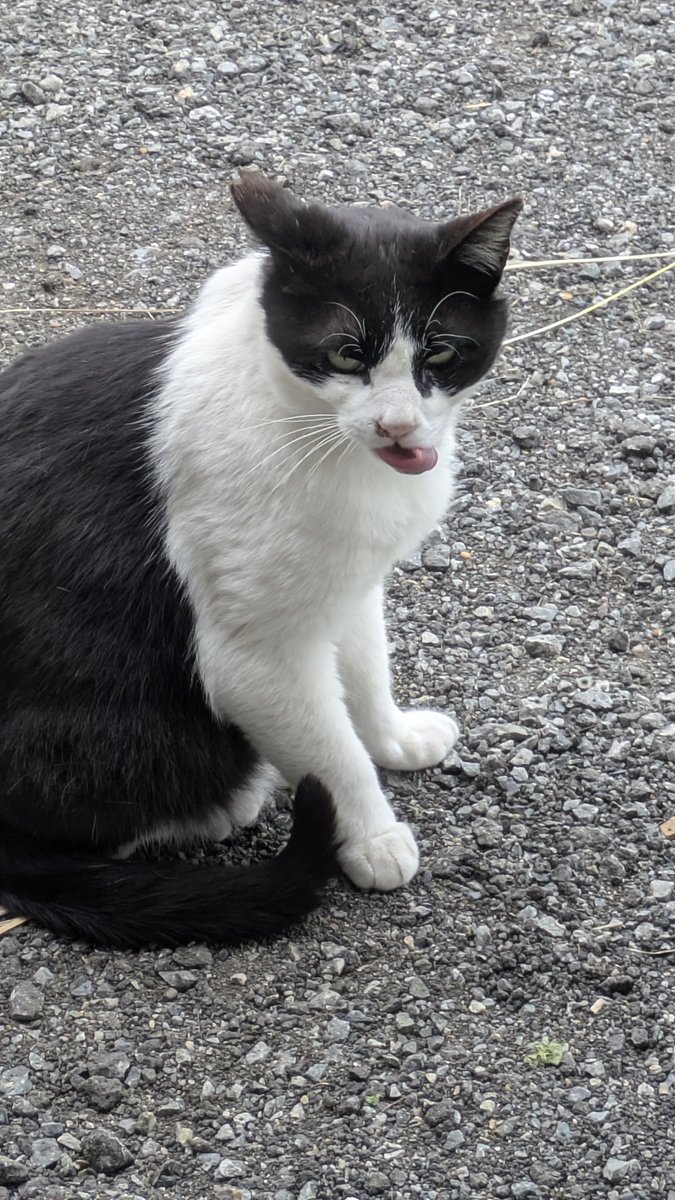 わればし tweet media