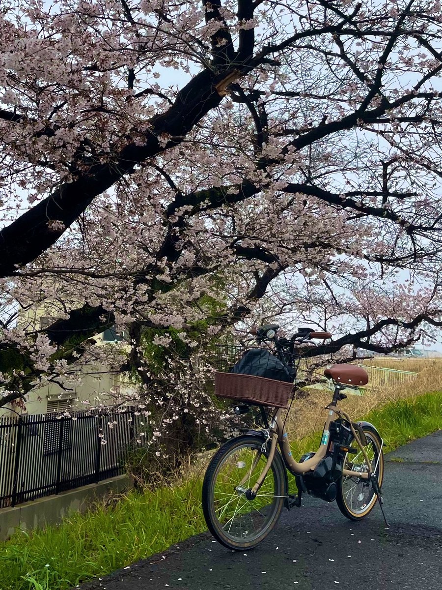 tzr88yuzo's tweet photo. ちなみにチャリももちろんヤマハです🩷
#CYCLEMODE
#pas city-c https://t.co/Rsuai5Ov1u