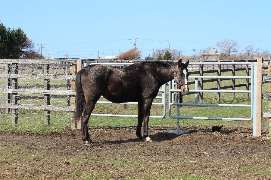 認定NPO法人引退馬協会／The Retired Horse Association tweet media