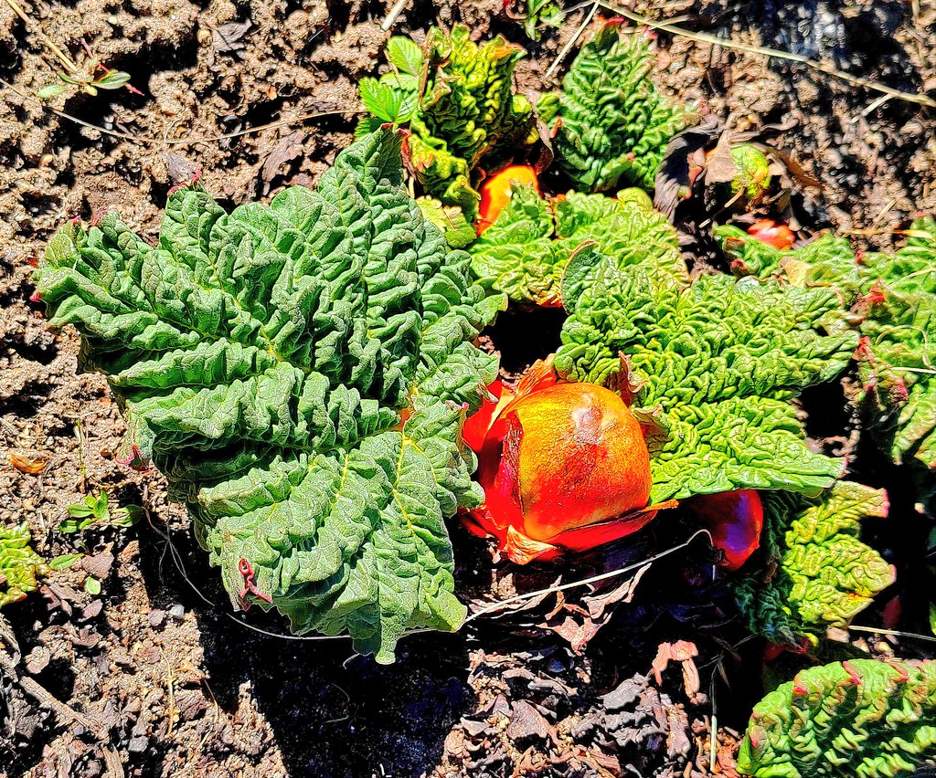 ElseKruskopf's tweet image. Hyvää huomenta sunnuntaita. Aurinkopäivänä kävin kuvaamassa takapihan  raparpereja ja ovatko hyvällä alulla.  Naapurin mehiläiset parveili pesällä. Krookukset kauneimmillaan.  #Finland #Helsinki #springvibes #StandWithUkraine️ 💛💙🇺🇦