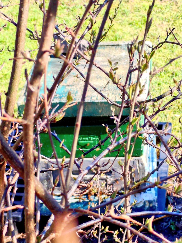 ElseKruskopf's tweet image. Hyvää huomenta sunnuntaita. Aurinkopäivänä kävin kuvaamassa takapihan  raparpereja ja ovatko hyvällä alulla.  Naapurin mehiläiset parveili pesällä. Krookukset kauneimmillaan.  #Finland #Helsinki #springvibes #StandWithUkraine️ 💛💙🇺🇦