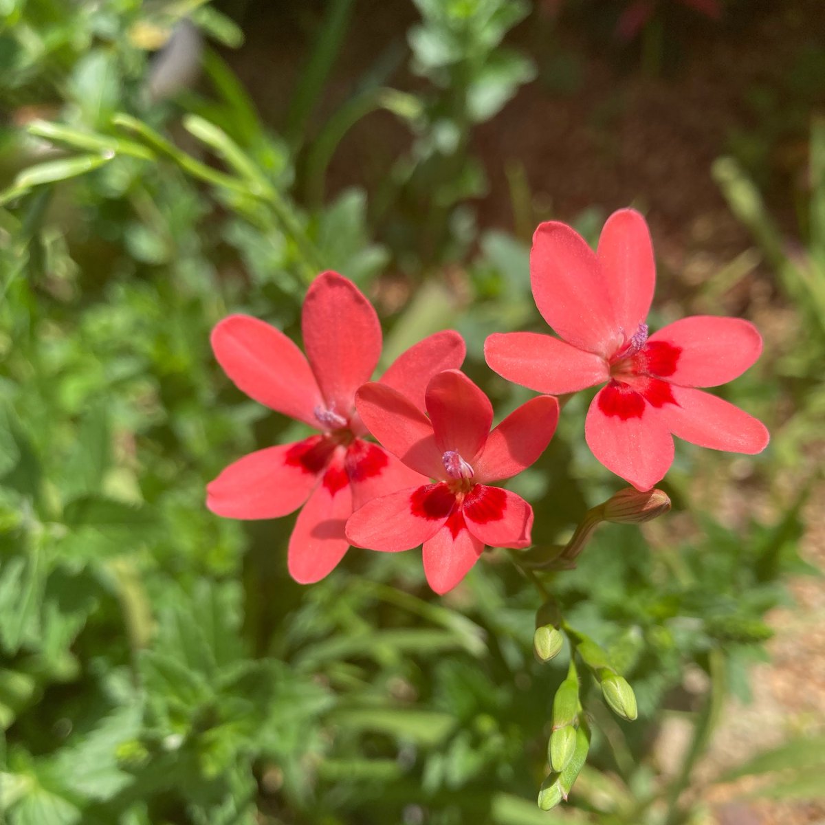 ふぃ〜と tweet media