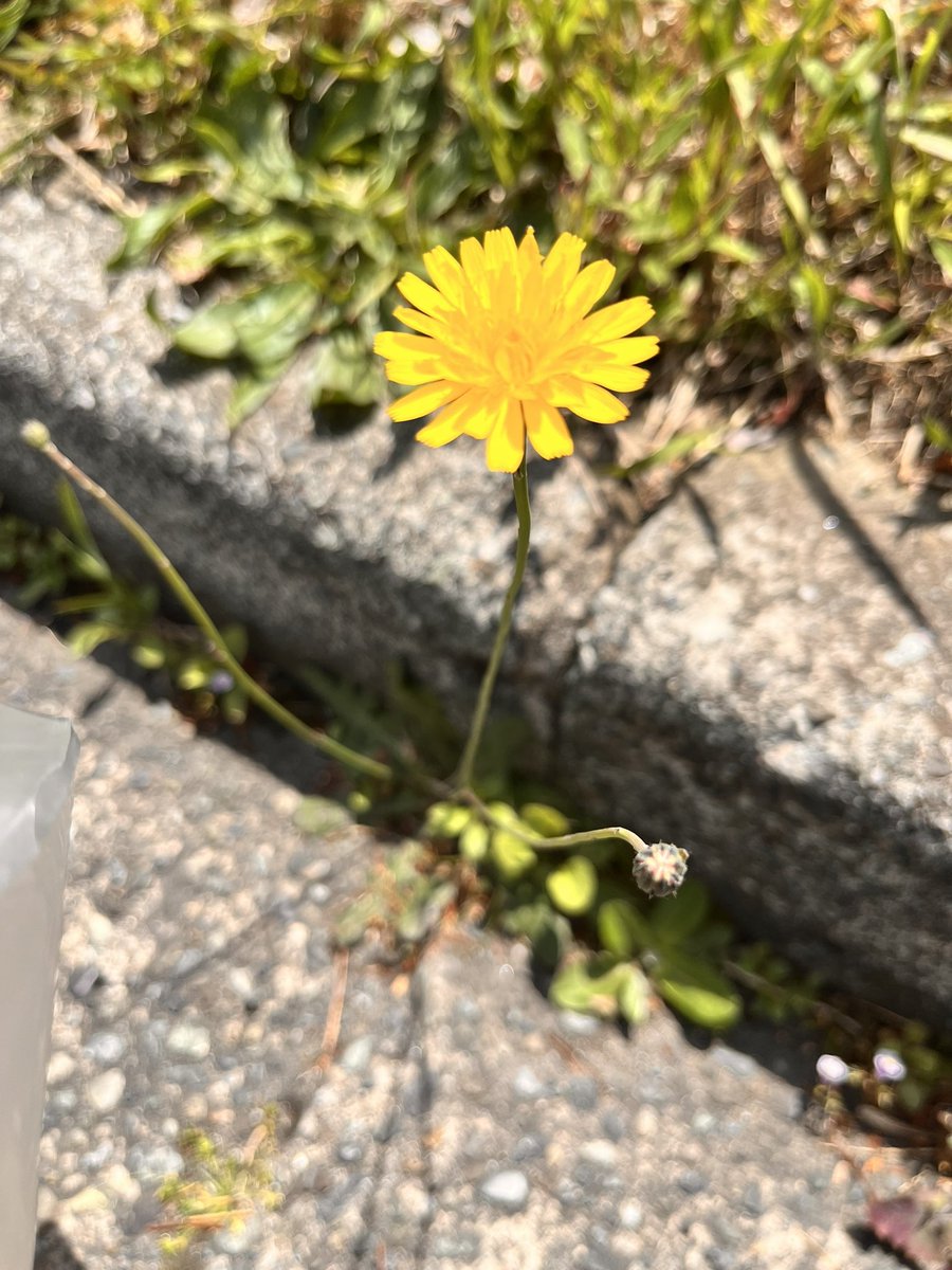 ルーモス tweet media