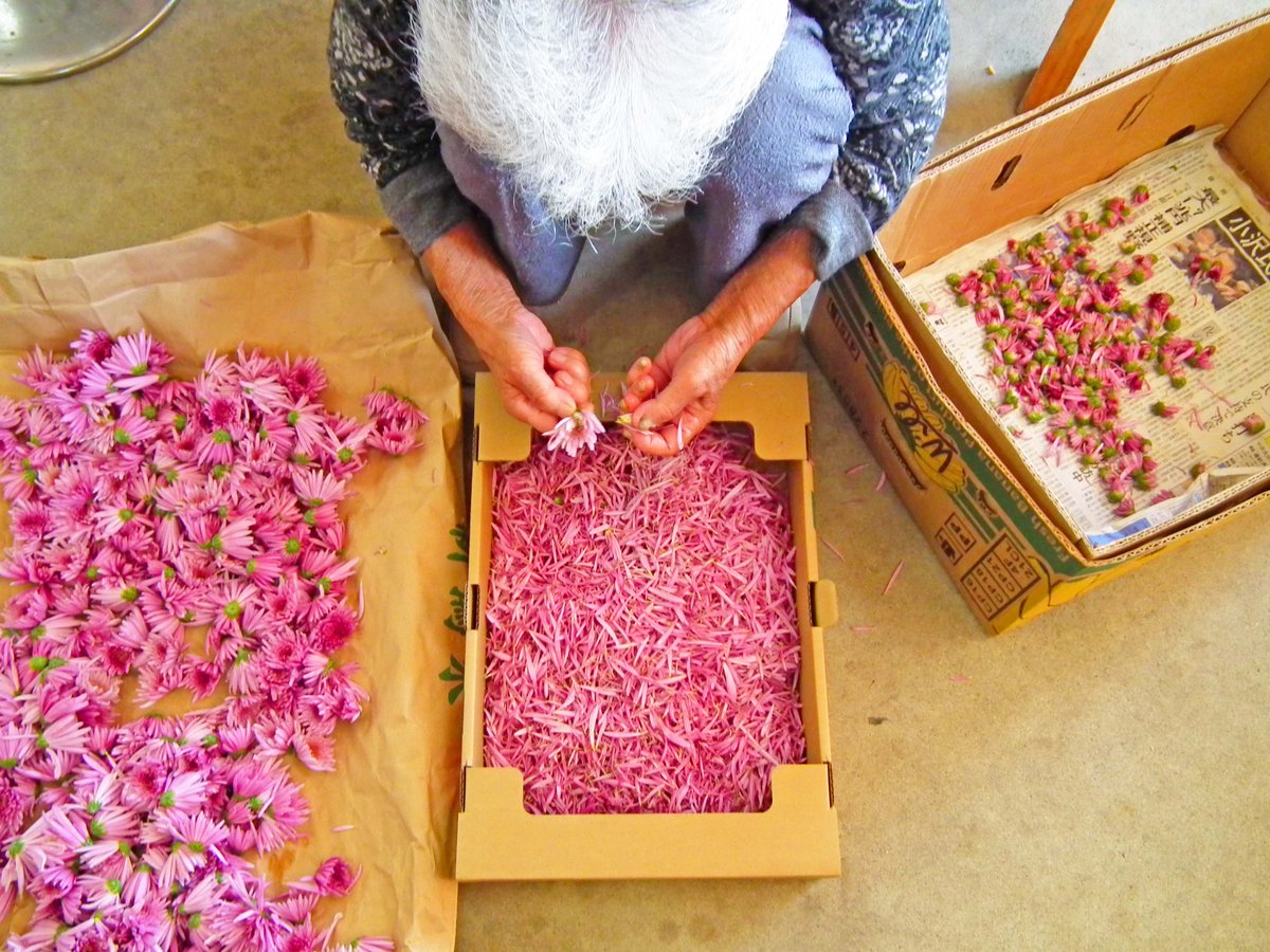 曽我農園 SOGA FARM @規格外トマトの世界 tweet media