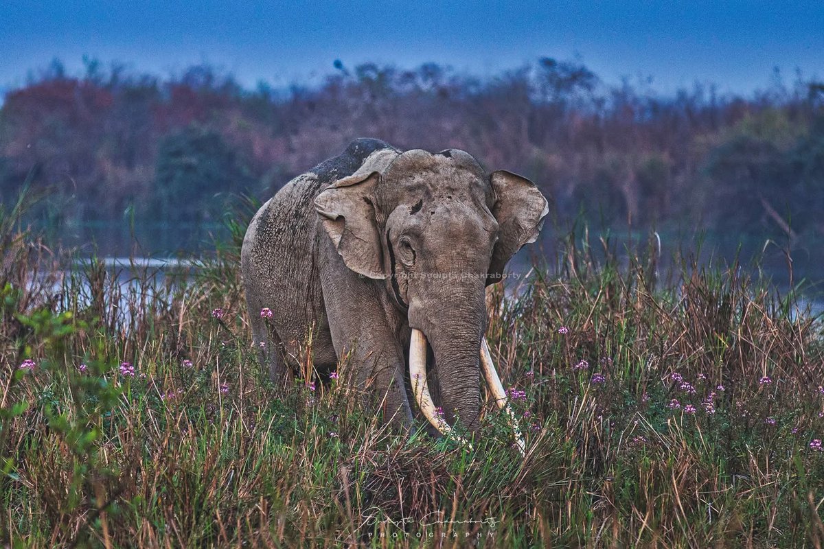 Sudipta Chakraborty Photography tweet media