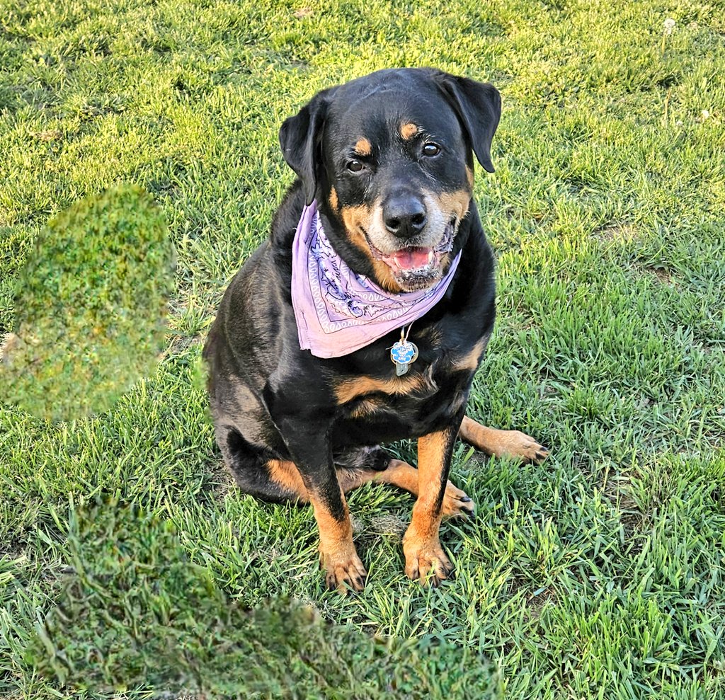 annielynnshea's tweet image. Apr. 25: DNA

"Mom asked me how me and all my friends are so cute and adorable and pretty and handsome. I said, 'I don't know. It must just be in our DNA!'" 🐾🐾

#PostAFavPic4VioletApr26
#DogsofTwitter
#DogsofX