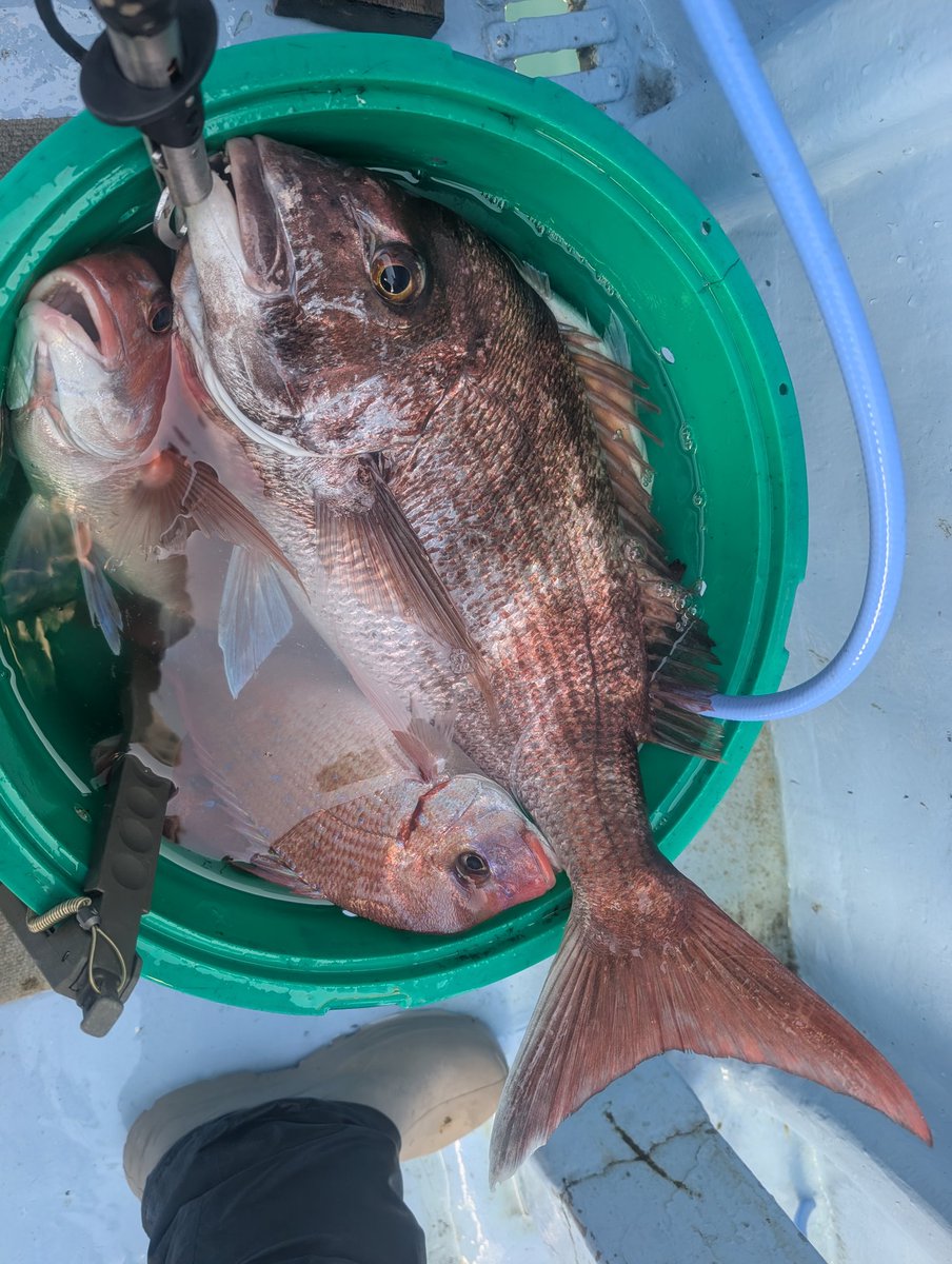 かみかみ♪ tweet media