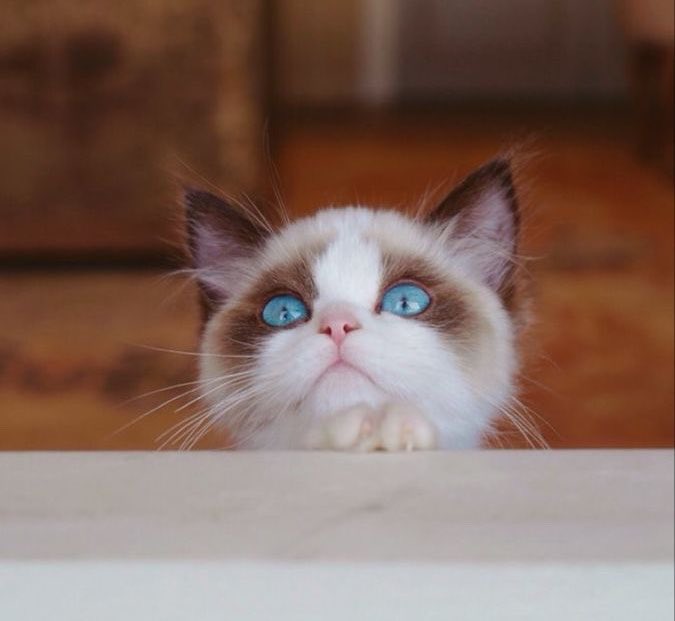 Taylor Swift Brasil tweet media