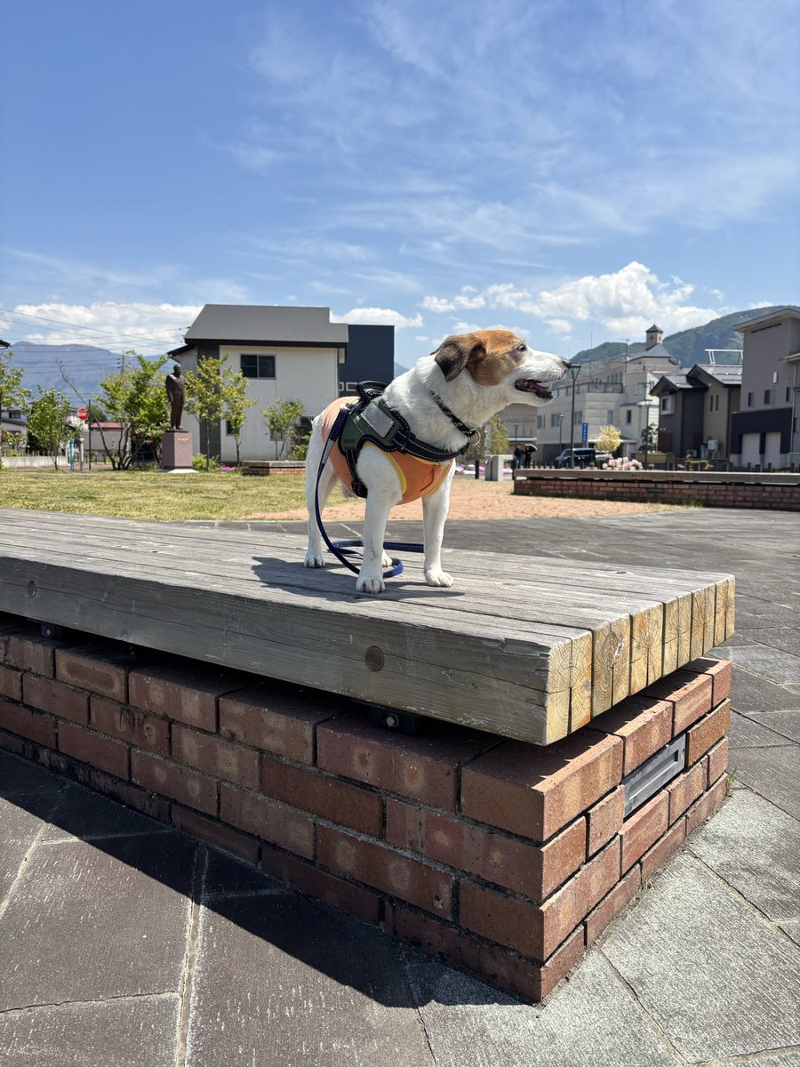 22peace227's tweet photo. 4/26(日)
昼散歩🐾🐾

#ジャックラッセルテリア https://t.co/XpewGDcd8l