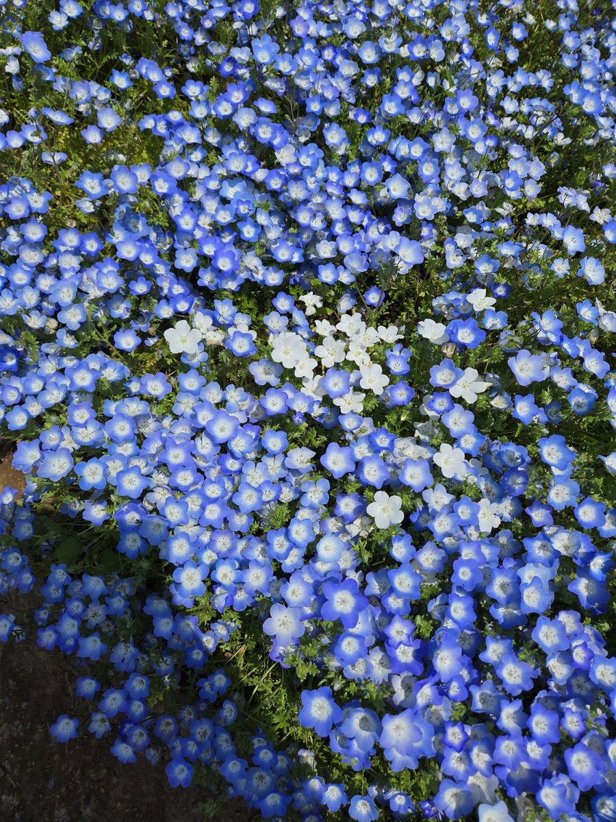 みきゅ♪ tweet media