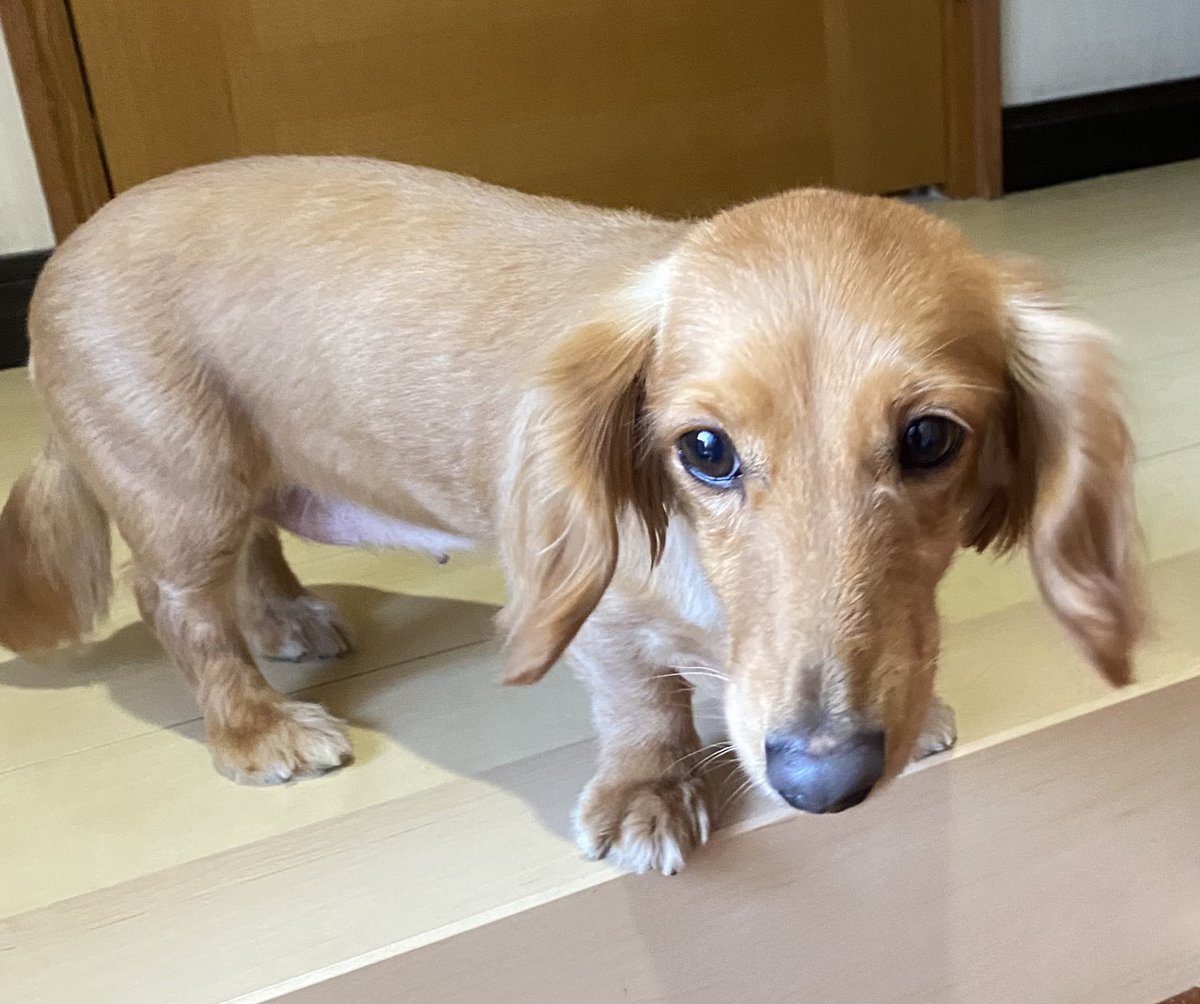 46fuji's tweet photo. 家に帰ったら、この方がお出迎えしてくれましたー！😅だれっ？ https://t.co/qatug9zg9X