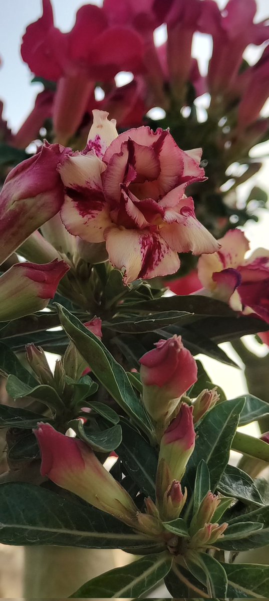 arpitbhtnagar's tweet image. Adeniums are beautiful😍
#SundayMorning