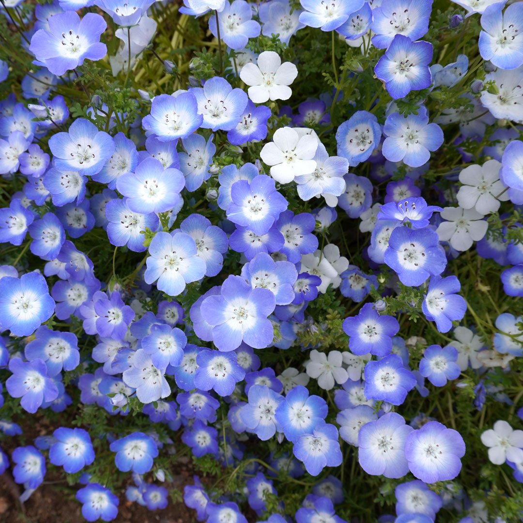 SakiMiyanagi's tweet image. こんにちは🎀
先日、ネモフィラを見ることができました😊
他にもサフィニアや藤など咲いていて、素敵な景色でした😌✨
次はバラの時期ですね🌹
本日は ショート動画で、MAXさんのRide on timeのカバーを更新します✨
18時半更新予定です😊
よろしくお願いいたします😌🎶
#singer #ロングヘア #植物園