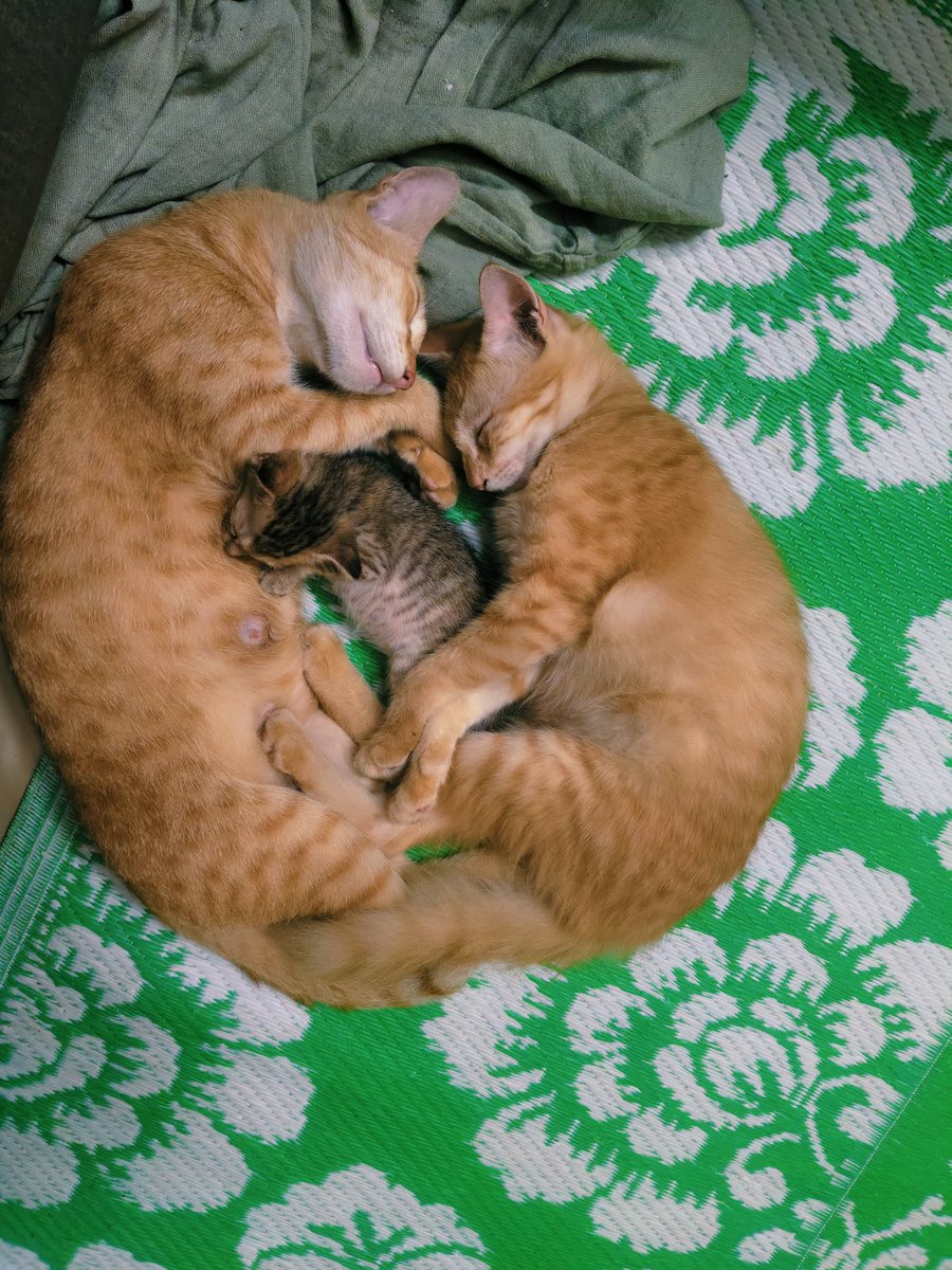 My mom's cat Chinnan and her two kids. I'm in love with the way the older brother is protecting his new sibling 🥺